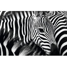 PAPERFLOW Wandbild "Zebra" aus Plexiglas