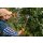 Bradas Amboss-Astschere V-SERIES teleskopierbar anthrazit/orange
