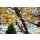 Bradas Bypass-Astschere V-SERIES teleskopierbar anthrazit/orange